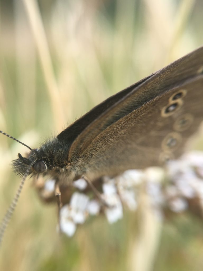 perhonen