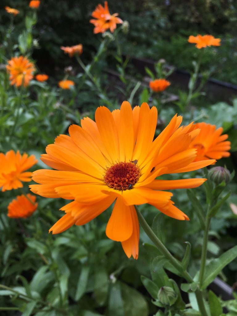 gerbera