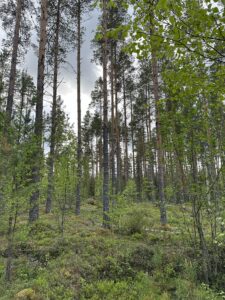 Metsä